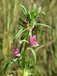 Image result for Misopates