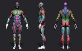 This class is meant to teach you the primary muscles of the torso as it pertains to drawing the human body. A Tool For Male Anatomy References Anatomy Reference Man Anatomy Human Anatomy Art