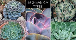 Below you'll find over 180 succulent varieties and information about their specific care needs. Succulent Echeveria Types A Guide To Types Of Echeveria To Grow