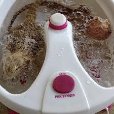 Spa Day Bearded Dragon Style Baby Bearded Dragon Bearded Dragon Bearded Dragon Funny