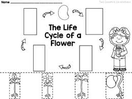 The Life Cycle Of A Flower Freebie Life Cycles Plant Life Cycle Worksheet Plant Life Cycle