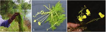 Image result for Utricularia formula