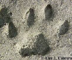 Canine Vs Feline Tracks How To Tell The Difference Between Them Grey wolves are particularly troublesome, and in an area where wolves are prevalent the mountain lion may have to kill much more prey than usual because it gets chased from its prey by the pack. canine vs feline tracks how to tell