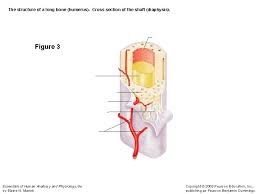 They are one of five types of bones: The Structure Of A Long Bone Humerus A