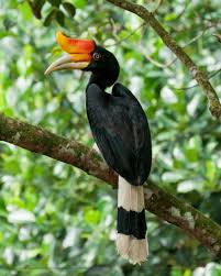 Sebagai negara megadiversity, indonesia memiliki jumlah untuk mengenali kekayaan tumbuhan dan satwa tersebut, alamendah.org menampilkan berbagai gambar flora dan fauna yang tumbuh di indonesia. Flora Dan Fauna Khas Kalimantan Barat Daftar Flora Fauna