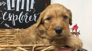 Maybe you would like to learn more about one of these? Red Mini Goldendoodle Puppies In Northern California And Mini Australian Labradoodles Stetson S Doodles