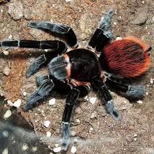 Image result for Angylocalyx vermeulenii