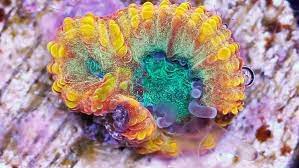 Vivid S Blue Flame Favia Corals For Sale Vivid Saltwater Aquarium Fish