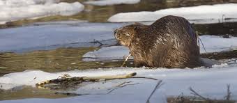 Ce petit rongeur créatif (à queue plate) aménage son écosystème à l'aide du bois tout en contribuant à la biodiversité et à l'écologie de son environnement. Legendes Amerindiennes Les Castors