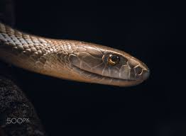 Pin By Cynthia Jennings On Animalia Company Black Mamba Mamba Portrait