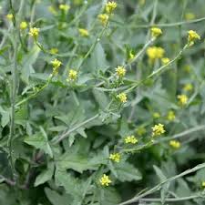 Image result for Sisymbrium burchellii
