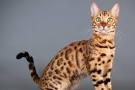 Bengal Cat Breed Profile | Petfinder