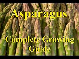 After removing any visible weeds, apply mulch to smother any remaining weeds, which compete with. How To Grow Asparagus Complete Growing Guide Youtube