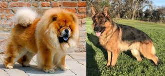 Referred to as chow shepherd or. Chow Chow Vs German Shepherd Breed Comparison Mydogbreeds