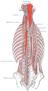 Neck flexion and homolateral tilt. Semispinalis Muscles Wikipedia