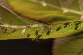 Tired of insects killing your plants? Small Black Bugs Under Plant Leaves Hunker Plant Leaves Plant Pests Aphids On Plants