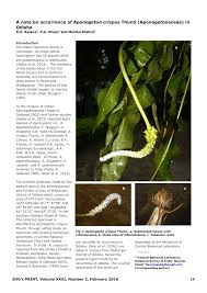 Image result for Aponogetonaceae