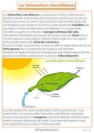Le piante nella vita degli esseri umani (e degli animali) sono, non solo importanti, ma imprescindibili. Tante Schede Didattiche Da Stampare Sulla Fotosintesi Clorofilliana Per Bambini Della Scuola Primaria Con Ri Fotosintesi Lezioni Di Scienze Scienza Per Bambini