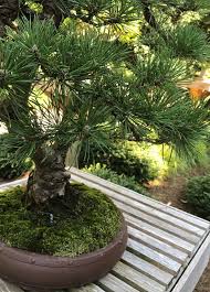 This hardwood tree can be a perfect bonsai specimen in no time. Bonsai Norfolk Botanical Garden