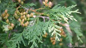 When planting you want to take into account the grown size of the rose, this means to planting three of the same shrub rose together in a tight group creates the illusion of one larger shrub, making greater impact in the garden. How To Care For Arborvitae The Tree Of Life Arbor Day Blog