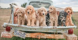 Safe and affordbale shipping available across the united states. Doodle Breeder In Texas Sheepadoodles Labradoodles Breeder San Antonio Tx Doodle Breeder
