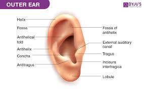 Explain How The Human Ear Works Byju S Q A
