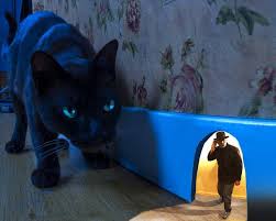 Black Cat Dream Meaning Black Cat Dream Meanings Dream Art