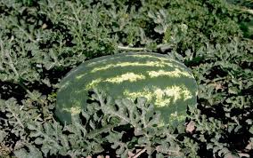 Space hills 3 to 4 feet apart, with at least 8 feet between rows. Seedless Watermelons Why Are Seeds Costly And Why Do They Produce Seeds Sometimes Alabama Cooperative Extension System