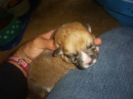 We have corgi puppies listed for sale. Pembroke Welsh Corgi Puppies In Wisconsin