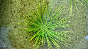 Image result for Isoetes