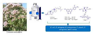 Image result for Vernonia auriculifera