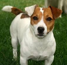 Jack Russell Terrier Uludag Sozluk