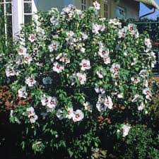 Garten Eibisch Weiss Rot Blute Weiss Mit Relativ Kleinem Dunkelroten Mittelfleck Bis 13 Cm Gross Juli Ende September Blat Garten Gartenmauern Ziergarten