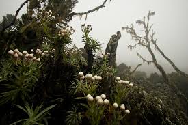 Image result for Erica arborea