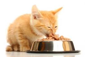 Don't get scared by this cost. Is Raw Food Best For My Cat Lovetoknow