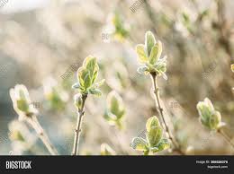 Cool splash ® dwarf bush honeysuckle diervilla sessilifolia 'lpdc podaras' pp19,391 cool splash ® is the first variegated diervilla and its bright white stands out dramatically, even in shady borders. Lonicera Xylosteum Image Photo Free Trial Bigstock