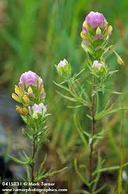 Image result for Syncolostemon sp. nov. aff. teucriifolius