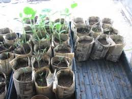 Here are our favorite culinary herbs for the garden—and the kitchen. Veggies Flowers Herbs To Plant In January