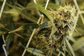 Your actual medical card will come a few days later, depending on the service you are using. Ohio Medical Marijuana Patients High Prices Too Few Options