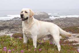 Image result for labrador retrívr