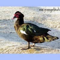 How do i take care of muscovies? 5 Reasons Muscovy Ducks May Not Be A Good Choice