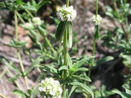Image result for Spermacoce verticillata