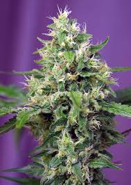 Последние твиты от haze (@hazemovie). Sweet Amnesia Haze Xl Auto Sweet Seeds Autoflorecientes Talla Alta 3 1 5 2 Semillas Gratis