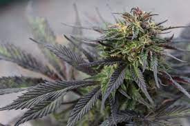 Marijuana Dispensary In Fairbanks Alaska