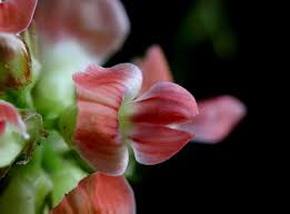 Image result for Indigofera gairdnerae