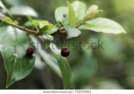 Image result for Rhamnus prinoides