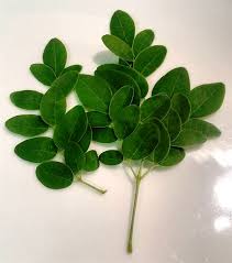 The malunggay leaves, which are used in certain. Malunggay Malunggay In English Common Name Is