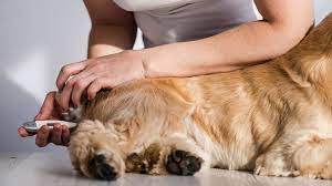 Hier erfahren sie wissenswerte infos über verschiedene fieberarten und therapiemöglichkeiten. Fieber Beim Hund Erkennen Und Richtig Messen