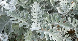 We did not find results for: How To Create A Magical Moon Garden In Your Backyard Farmers Almanac