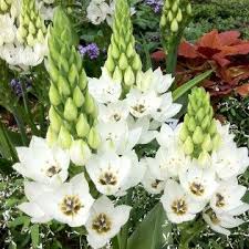 Ornithogalum Thyrsoides Mid And Late Summer Bulbous Plants Summer Flowers Garden Planting Bulbs